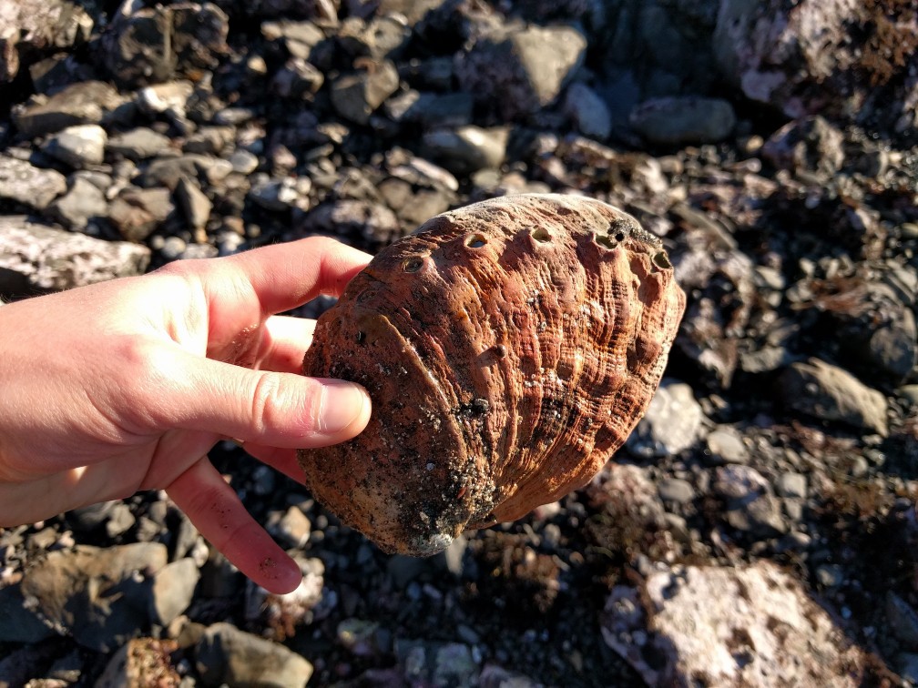A shell / Ракушка с дырками