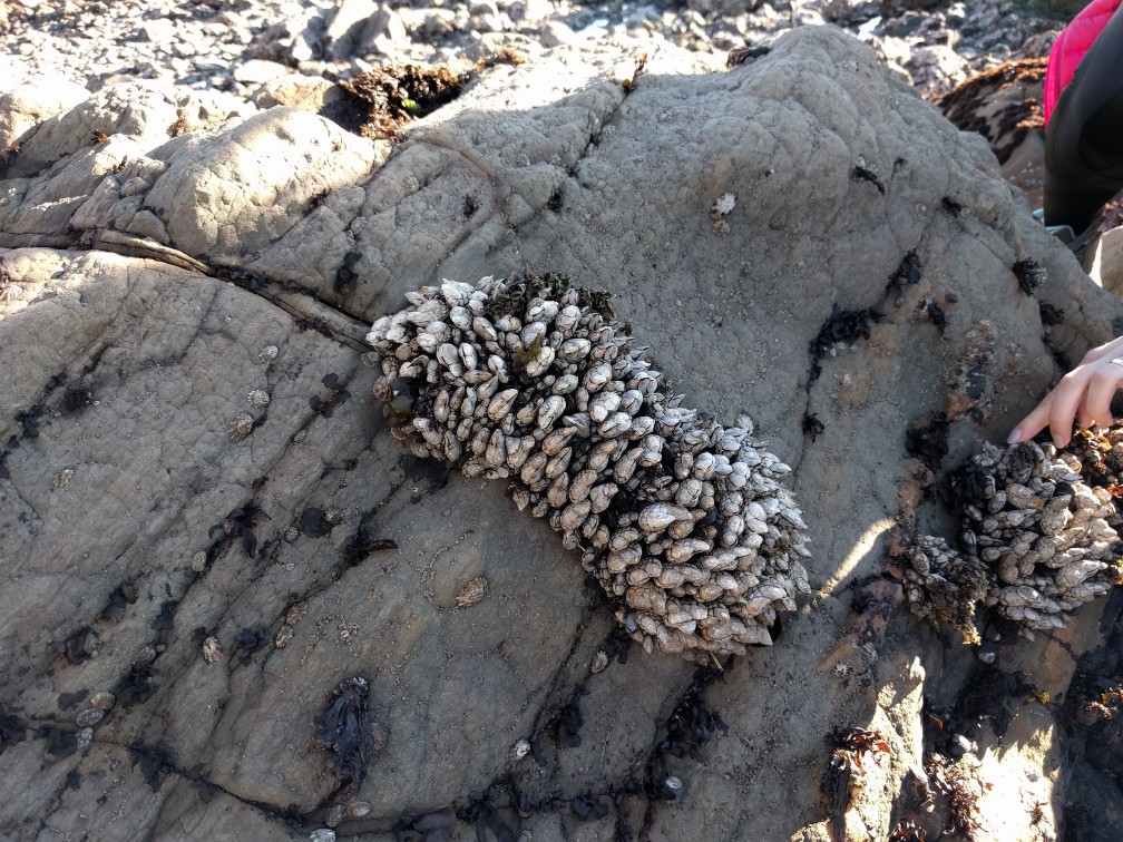 A cluster of shells