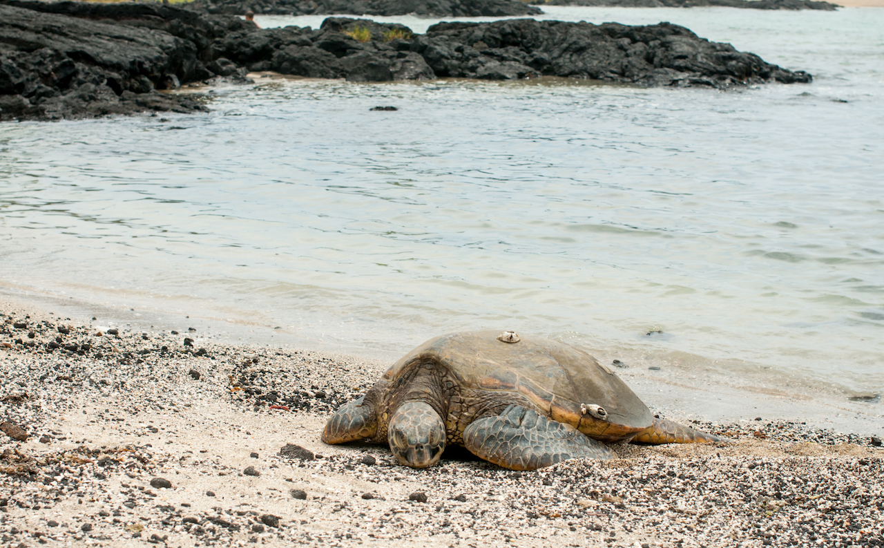 Green sea turtle on Big Island of Hawaii // Зелёная черепаха на Гавайях