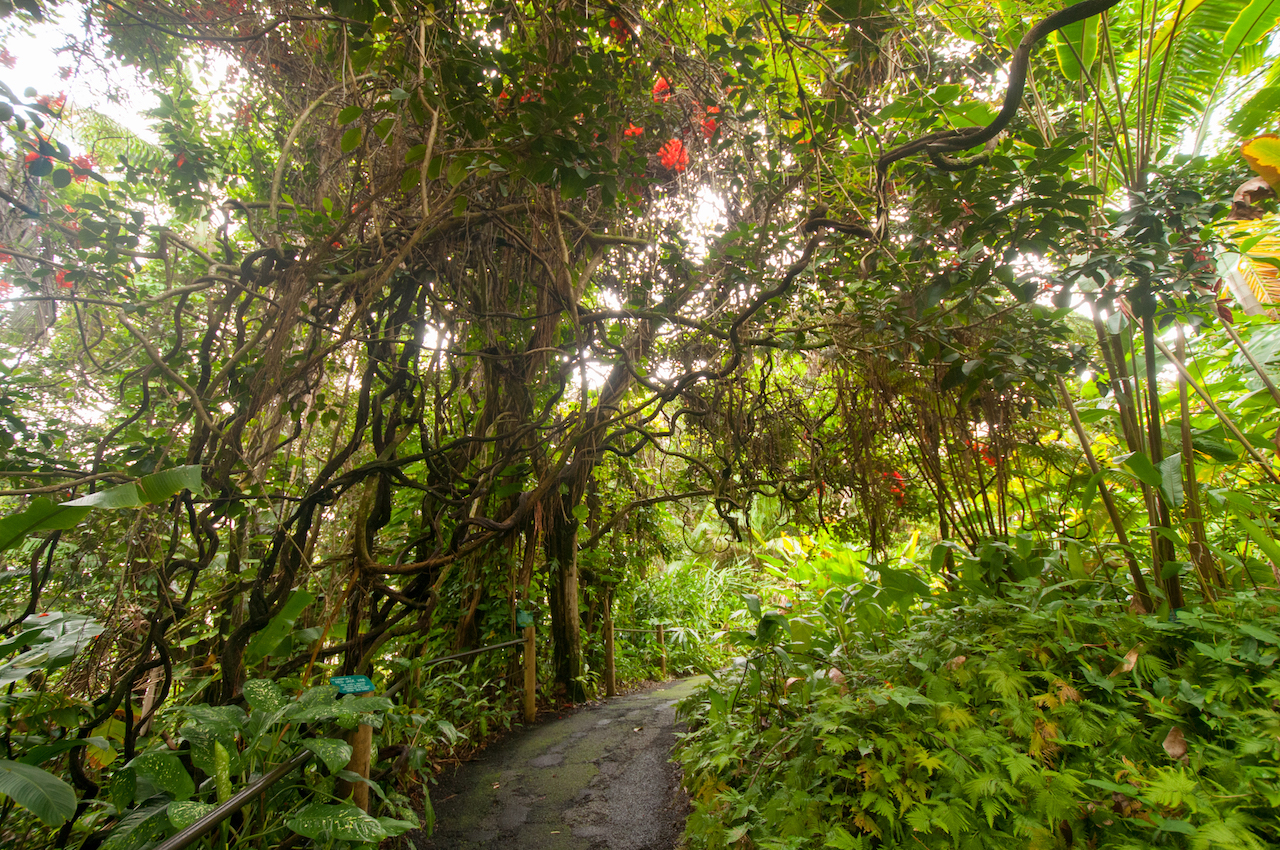 Tropical Botanical Garden on Big Island, Hawaii // Тропический ботанический сад на Острове Гавайи