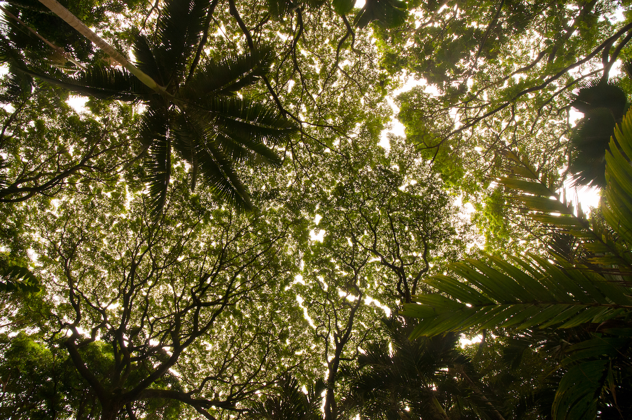 Tropical Botanical Garden on Big Island, Hawaii // Тропический ботанический сад на Острове Гавайи